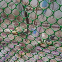 عروس هلندی|پرنده|اهواز, لشکرآباد|دیوار