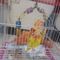 طوطی برزیلی