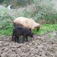 گوسفند|حیوانات مزرعه|دلند, |دیوار