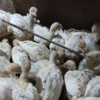 جوجه بوقلمون سفید  زرین ۶
