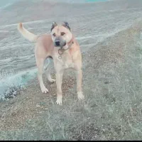 سگ نگهبان درجه یک