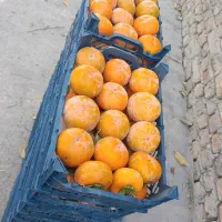 خرمالو شهریار کاملاً ارگانیک