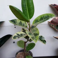 گیاهان آپارتمانی بعلت جا به جایی زاموفیلیا کامپکت|گل و گیاه طبیعی|مشهد, چهارچشمه|دیوار