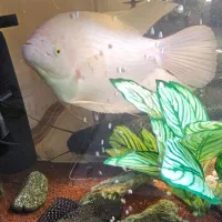 ماهی آکواریوم گوشتخوار