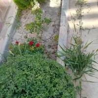پاشکردن علف باغها و همچنین باغچه حیاط خونه