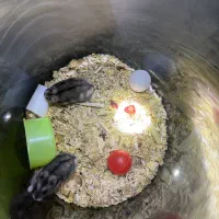 همستر نژاد کمپل