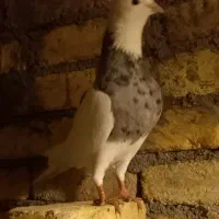 طوقی غریب گیر امشب