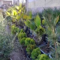 کاشت انواع نهال گل ودرختچه ودرخت