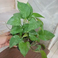 پک گل/گل/گل آپارتمانی/گل و گیاه|گل و گیاه طبیعی|یزد, |دیوار