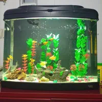 آکواریوم وماهی|ماهی|تهران, دروس|دیوار