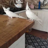 عروس هلندی مرغ عشق قناری کوتوله فنچ گرین چیک