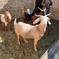 دو عدد بز ابستن|حیوانات مزرعه|جرقویه, |دیوار