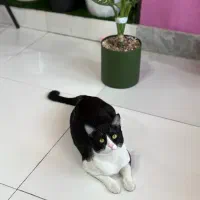 گمشده مژدگانی داره|گربه|لار, |دیوار