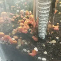 حلزون رد رامشور