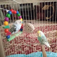 دو عدد بچه مرغ عشق