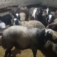 ۲۲ عدد گوسفند|حیوانات مزرعه|سردرود, |دیوار