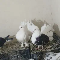 یک جفت عروس هلندی نر و ماده