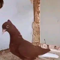 جوجه سرخ دمسفید