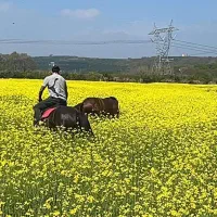 نیازمند کارگر ساده با امکان اسکان در باغ