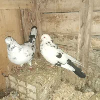 کبوتر|پرنده|لشت نشا, |دیوار