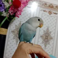 طوطی برزیلی|پرنده|شادگان, |دیوار