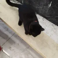 گربه پیدا شده|حیوانات|تبریز, |دیوار