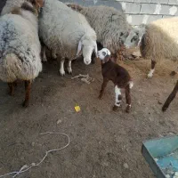 میش داشتی|حیوانات مزرعه|شیروان (خراسان), |دیوار