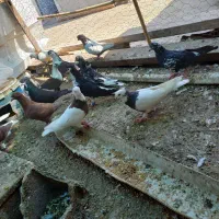 کبوتر رنگی|پرنده|گالیکش, |دیوار