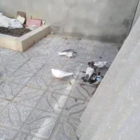 کبوتر پرشی|پرنده|شیروان (خراسان), |دیوار