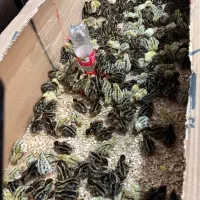 دستگاه جوجه کشی ۲۱۰ تایی هدایت|لوازم جانبی حیوانات|اصفهان, گورتان|دیوار