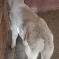 گوساله اصل  شاروله