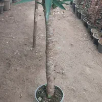 فروش یوکا با کیفیت|گل و گیاه طبیعی|عباس‌آباد, |دیوار