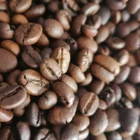 باریستا خانم