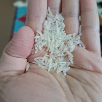 برنج فجر کشت اول|خوردنی و آشامیدنی|آمل, |دیوار