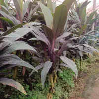 گل کردلین(دراسینا)|گل و گیاه طبیعی|عباسآباد, |دیوار