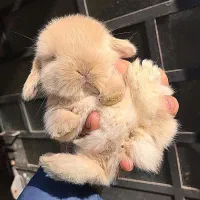 خرگوش لوپ angel