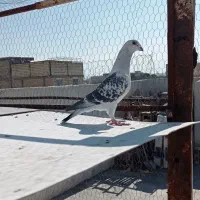 کفتر شامی گرفتنی|پرنده|شیراز, کوشک میدان|دیوار