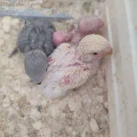 جوجه سرلاکی کوتوله