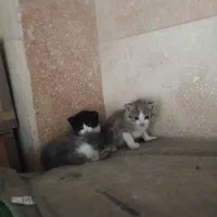 واگذاری گربه