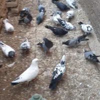 کبوتر|پرنده|منجیل, |دیوار