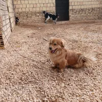 گمشده|حیوانات|برخوار, |دیوار