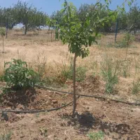 باغ ۵۲۰ متری قطره ای از باغات دیزبین قیمت توافقی