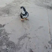 ساده سیاه ماده جلو بسته عروسک|پرنده|تربت‌حیدریه, ترمینال|دیوار