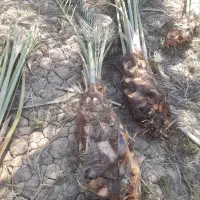 بچه نخل|گل و گیاه طبیعی|چمران, |دیوار