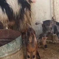 بز دورگ بادوتاکهره پاکستانی 18ملیون