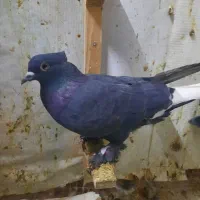 چندتا کفتر نرو ماده|پرنده|شیراز, وزیرآباد|دیوار