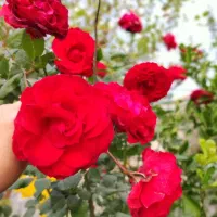 اجاره باغ برای نامزدی عقد حنابندان عروسی