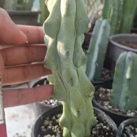 فروش تعدادی کاکتوس کلکسیونی