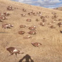 بوقلمون محلی|حیوانات مزرعه|بانه, |دیوار