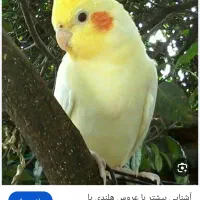 لوتینو جوان